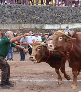 Tacoronte inicia este domingo la fiesta ganadera en honor a San Antonio Abad · foto 3