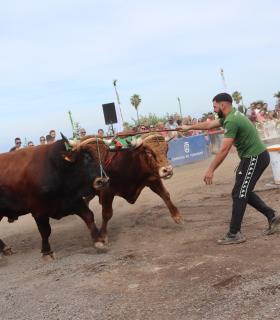 Tacoronte inicia este domingo la fiesta ganadera en honor a San Antonio Abad · foto 4