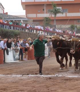 Tacoronte inicia este domingo la fiesta ganadera en honor a San Antonio Abad · foto 5