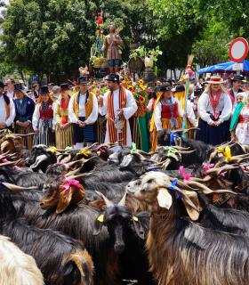 Tacoronte celebra con éxito una nueva jornada de exaltación de las tradiciones canarias · foto 3