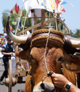 Tacoronte celebra con éxito una nueva jornada de exaltación de las tradiciones canarias · foto 13