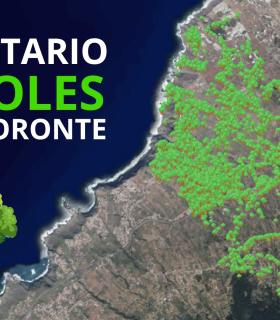 Tacoronte se convierte en el primer municipio canario con inventario de árboles a disposición de la ciudadanía · foto 1