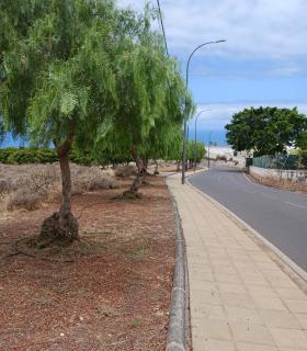 Tacoronte se convierte en el primer municipio canario con inventario de árboles a disposición de la ciudadanía · foto 2