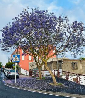 Tacoronte se convierte en el primer municipio canario con inventario de árboles a disposición de la ciudadanía · foto 3