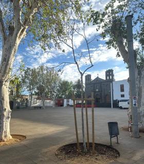Tacoronte se convierte en el primer municipio canario con inventario de árboles a disposición de la ciudadanía · foto 4