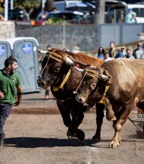 El barrio de San Juan prepara una nueva edición festiva en honor a San Antonio Abad · foto 1