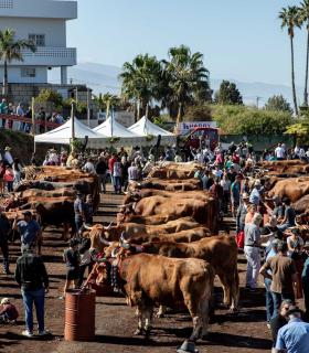 La Feria Ganadera de Tacoronte cierra este domingo el programa de actos festivos en honor a San Antonio Abad · foto 2