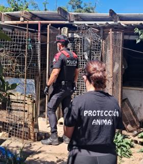 La Policía Autonómica detiene a un hombre tras localizar 16 perros en condiciones extremas en Tenerife · foto 3