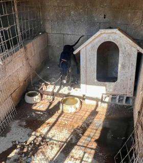 La Policía Autonómica detiene a un hombre tras localizar 16 perros en condiciones extremas en Tenerife · foto 2