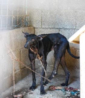 La Policía Autonómica detiene a un hombre tras localizar 16 perros en condiciones extremas en Tenerife · foto 1