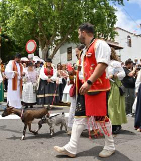 La Romería en honor a San Isidro Labrador reafirma el compromiso de Tacoronte con sus tradiciones · foto 6