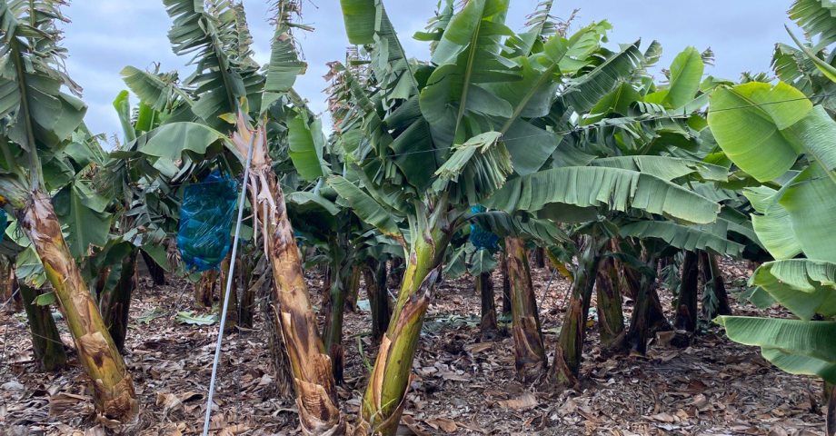 El Cabildo, a trav&eacute;s de ITER, estudia fincas de pl&aacute;tanos y aguacates para optimizar los riegos en toda la isla