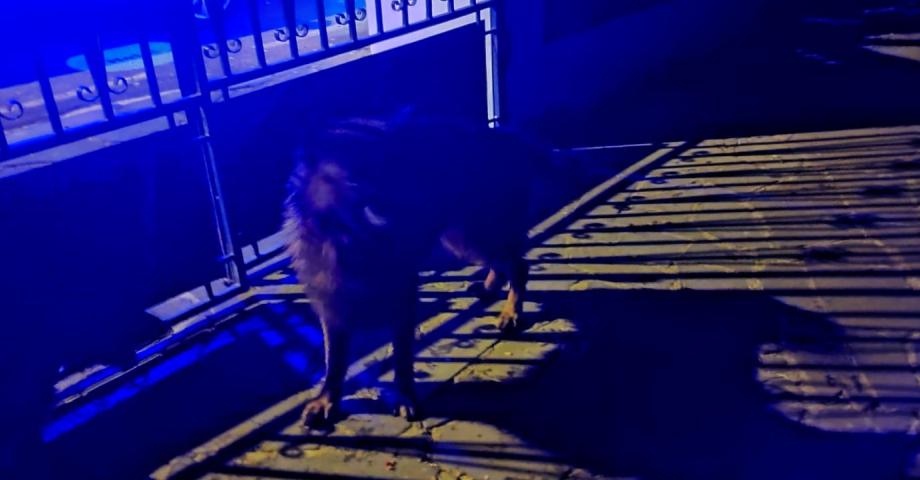 La Policía Local de Candelaria rescata a un perro en un estanque