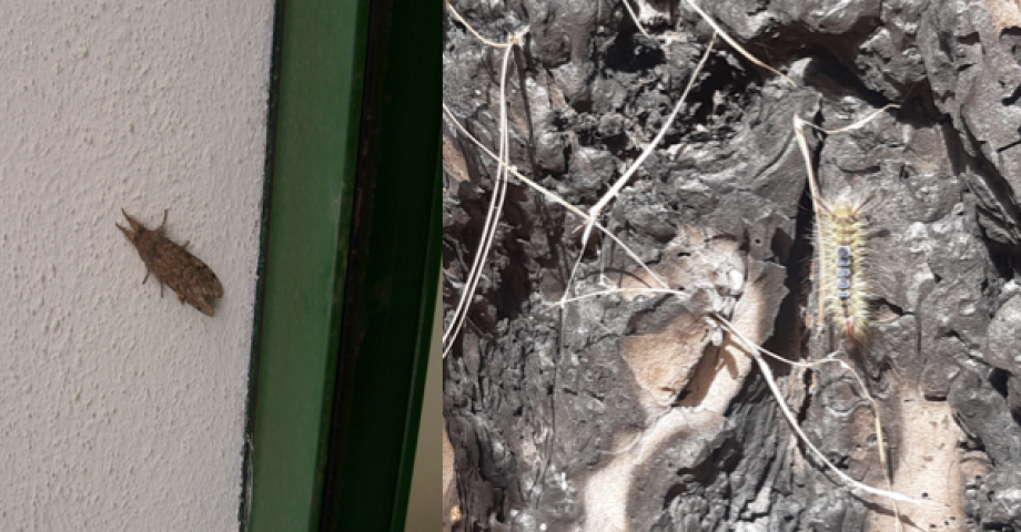Información sobre presencia de ‘lagarta del pino’ en el Pinar de Enrique, El Paso