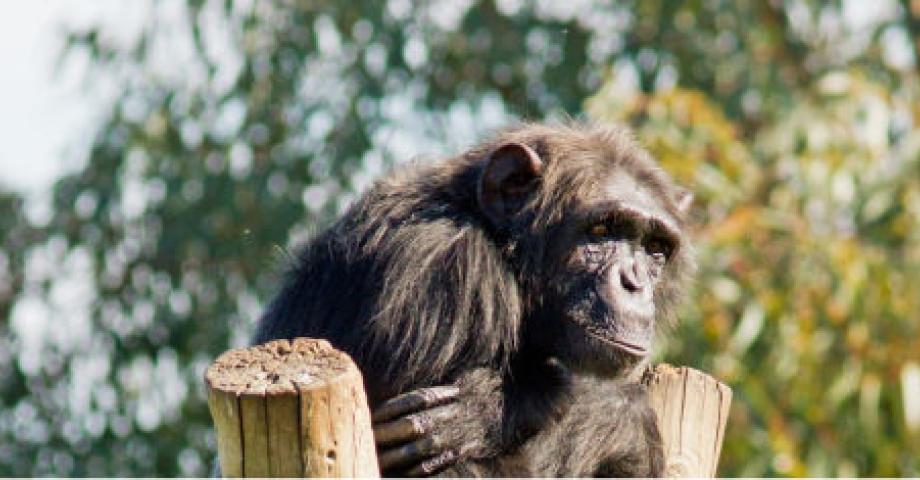 La historia de Lul&uacute;, la Chimpanc&eacute; de Canarias que moviliz&oacute; y cambi&oacute; a toda una ciudad