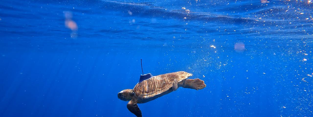 Cabildo de Tenerife y Loro Parque Fundaci&oacute;n siguen avanzando en la investigaci&oacute;n de las tortugas marinas