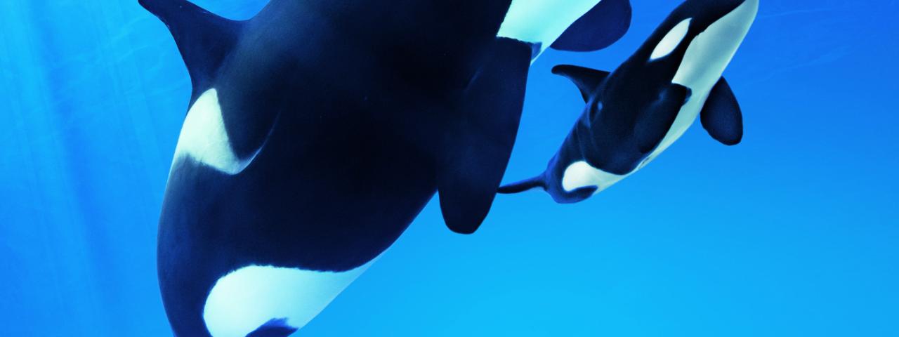 Loro Parque celebra los 15 a&ntilde;os del rescate de Morgan, la orca sorda que desafi&oacute; todos los l&iacute;mites