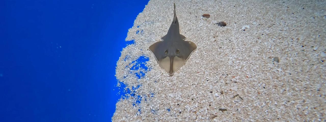Tres tiburones guitarra ampl&iacute;an la familia del acuario de Loro Parque