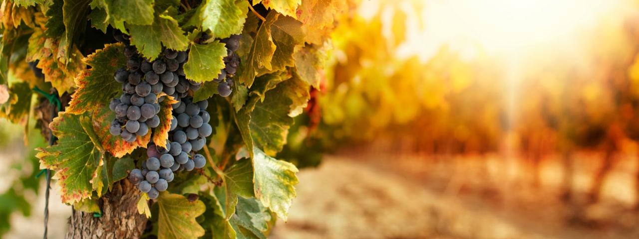 Tacoronte prepara un ciclo de ponencias sobre patrimonio, viticultura y alimentaci&oacute;n