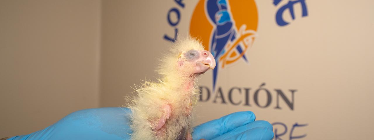 Loro Parque logra la primera reproducci&oacute;n en Europa de la cacat&uacute;a colirroja, una especie en peligro de extinci&oacute;n