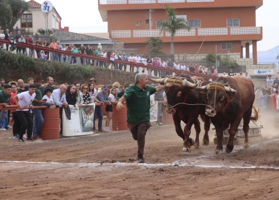 Tacoronte inicia este domingo la fiesta ganadera en honor a San Antonio Abad