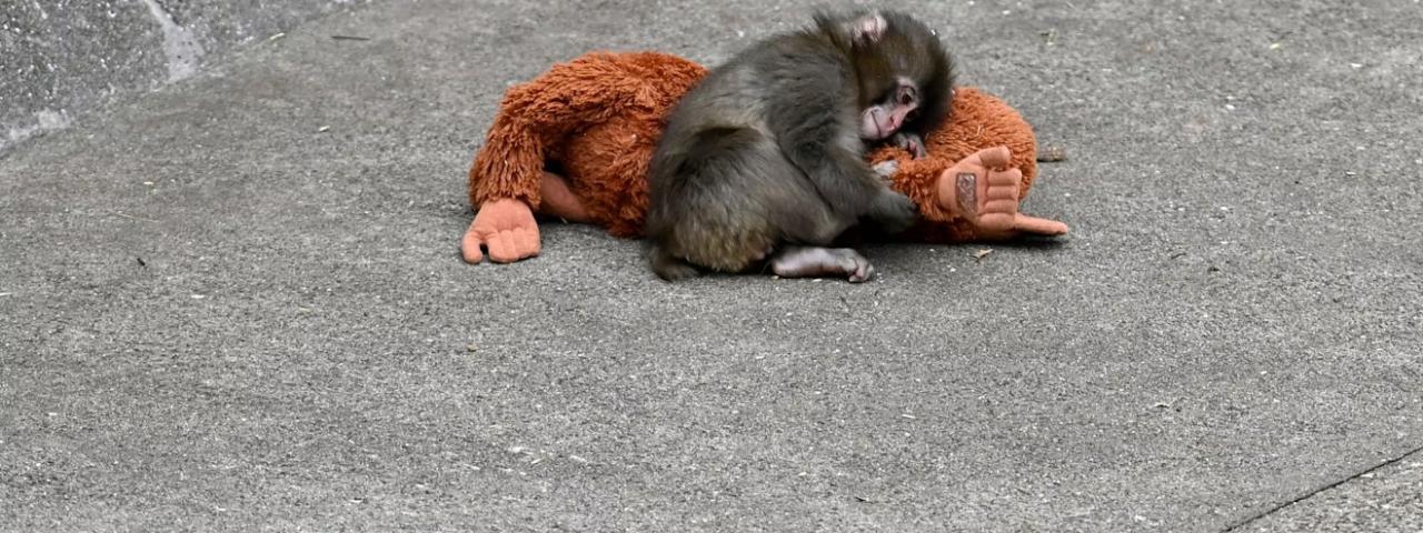 Un mono viral, su peluche y un experimento de hace 70 a&ntilde;os: lo que Punch nos ense&ntilde;a sobre la teor&iacute;a del apego