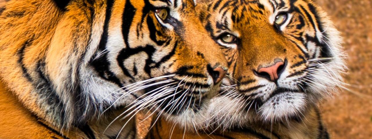 Loro Parque asume el rescate del tigre de Sumatra: la &uacute;ltima subespecie del planeta lucha contra su extinci&oacute;n en Tenerife