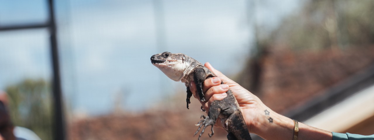 El Cabildo refuerza la protección del Lagarto Gigante de con un nuevo servicio de control de depredadores y seguimiento