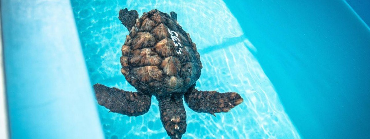 REPORTAJE: La Tahonilla, el hospital de la fauna silvestre de Tenerife